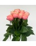 Rose (Imported) - Kahala (10 Stems)