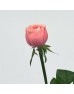 Rose (Imported) - Kahala (10 Stems)
