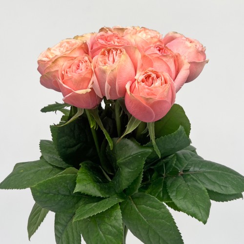 Rose (Imported) - Kahala (10 Stems)