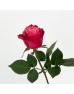 Rose (Imported) - Ladybro (10 Stems) Rose (Imported) - Ladybro (10 Stems)