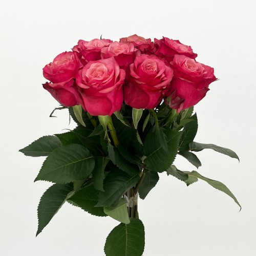 Rose (Imported) - Ladybro (10 Stems) Rose (Imported) - Ladybro (10 Stems)
