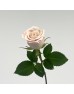 Rose (Imported) - Manta (10 Stems)