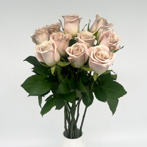 Rose (Imported) - Manta (10 Stems)