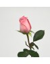 Rose (Imported) - Diana (10 Stems)