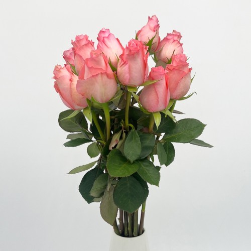 Rose (Imported) - Diana (10 Stems)