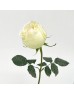 Rose (Imported) - White (10 Stems)