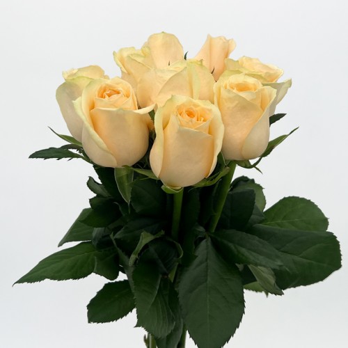 Rose (Imported) - Peach Avalanch (10 Stems)