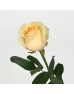 Rose (Imported) - Peach Avalanch (10 Stems)