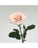 Rose (Imported) - Quicksand (10 Stems)