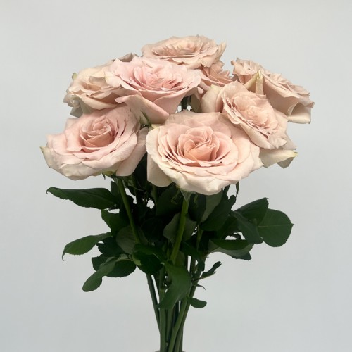 Rose (Imported) - Quicksand (10 Stems)