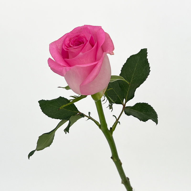 Rivan Roses Rose (Imported) - Rivival (10 Stems)