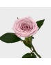 Rose (Imported) - Sweet Manta (10 Stems)