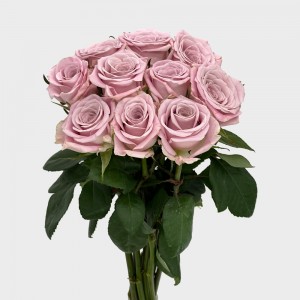 Rose (Imported) - Sweet Manta (10 Stems) Rose (Imported) - Sweet Manta (10 Stems)