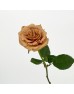 Rose (Imported) - Toffee (10 Stems)