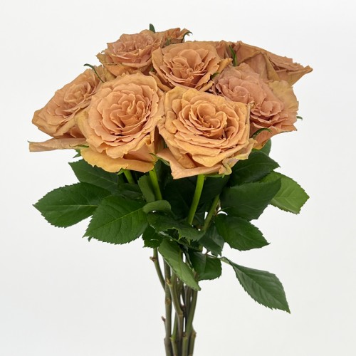 Rose (Imported) - Toffee (10 Stems)