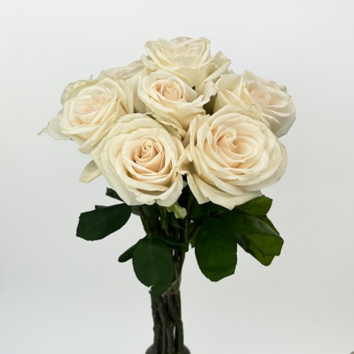 Rose (Imported) - Vendela (10 Stems)