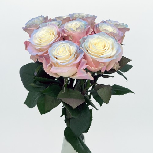 Rose Dyed 50cm (Imported) - Aurora Boreal (10 Stems)