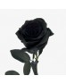 Rose Dyed 50cm (Imported) - Black (10 Stems)
