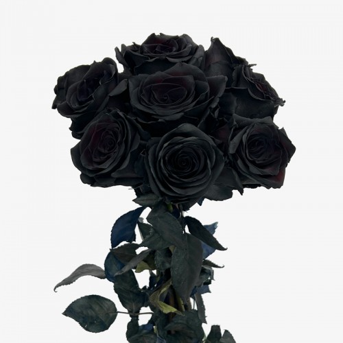 Rose Dyed 50cm (Imported) - Black (10 Stems)
