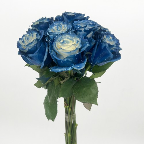 Rose Dyed 50cm (Imported) - Milky Way (10 Stems)