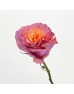 Rose Dyed 50cm (Imported) - Peachy Pink (10 Stems) Rose Dyed 50cm (Imported) - Peachy Pink (10 Stems)