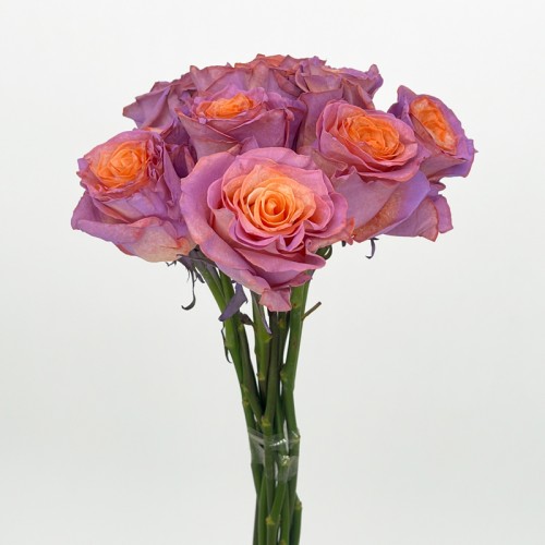 Rose Dyed 50cm (Imported) - Peachy Pink (10 Stems) Rose Dyed 50cm (Imported) - Peachy Pink (10 Stems)