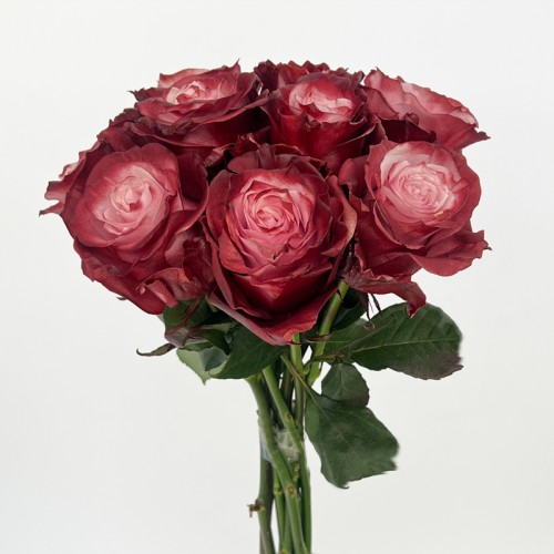 Rose Dyed 50cm (Imported) - Red Wine (10 Stems) Rose Dyed 50cm (Imported) - Red Wine (10 Stems)