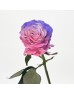 Rose Dyed 50cm (Imported) - Sweet Love (10 Stems) Rose Dyed 50cm (Imported) - Sweet Love (10 Stems)
