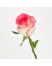 Rose 50cm (Imported) - Jumelia (20 Stems) Rose 50cm (Imported) - Jumelia (20 Stems)