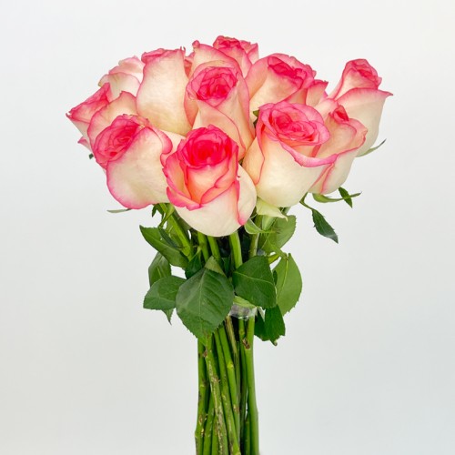 Rose 50cm (Imported) - Jumelia (20 Stems) Rose 50cm (Imported) - Jumelia (20 Stems)