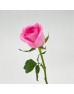 Rose 50cm (Imported) - Light Pink (20 Stems)