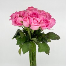Rose 50cm (Imported) - Light Pink (20 Stems)