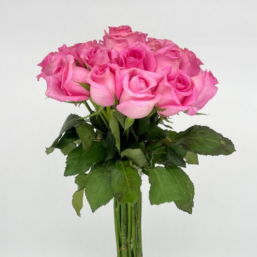 Rose 50cm (Imported) - Light Pink (20 Stems)