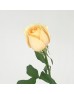 Rose 50cm (Imported) - Peach Avalanch (20 Stems) Rose 50cm (Imported) - Peach Avalanch (20 Stems)