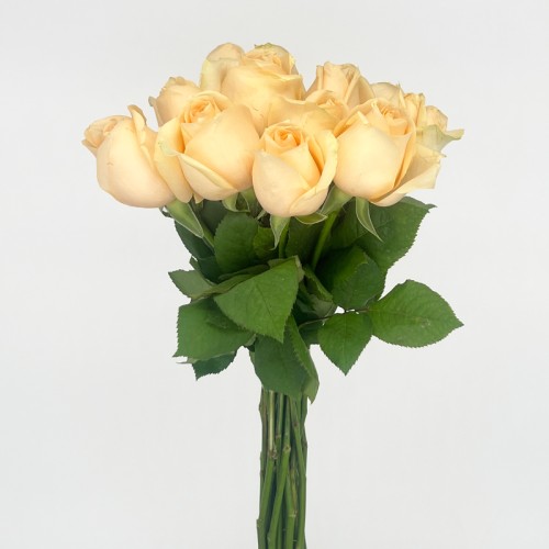 Rose 50cm (Imported) - Peach Avalanch (20 Stems) Rose 50cm (Imported) - Peach Avalanch (20 Stems)