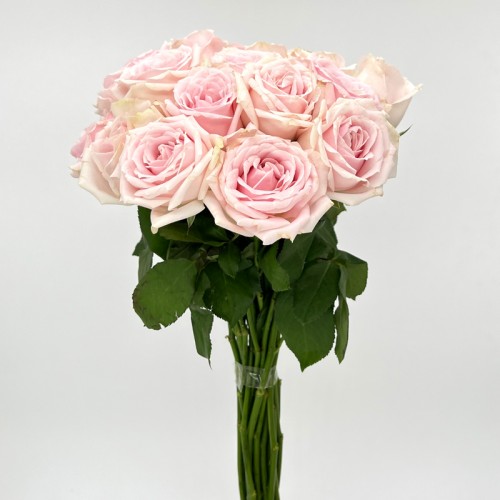 Rose 50cm (Imported) - Pink Avalanch (20 Stems) Rose 50cm (Imported) - Pink Avalanch (20 Stems)