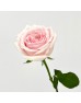 Rose 50cm (Imported) - Pink Avalanch (20 Stems) Rose 50cm (Imported) - Pink Avalanch (20 Stems)