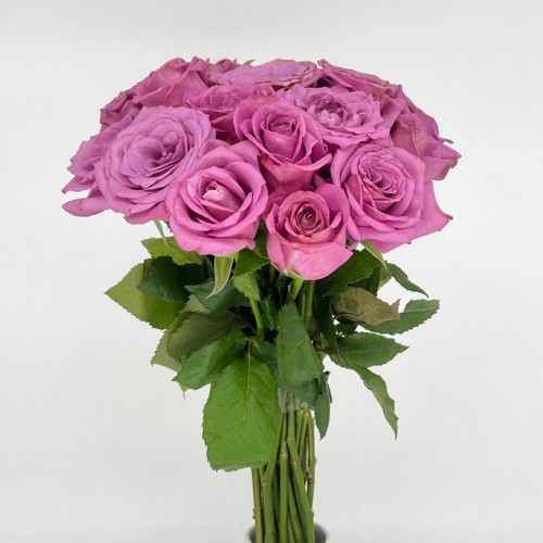Rose 50cm (Imported) - Purple (20 Stems)