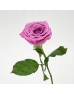 Rose 50cm (Imported) - Purple (20 Stems)