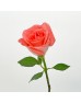 Rose 50cm (Imported) - Salmon Orange (20 Stems) Rose 50cm (Imported) - Salmon Orange (20 Stems)