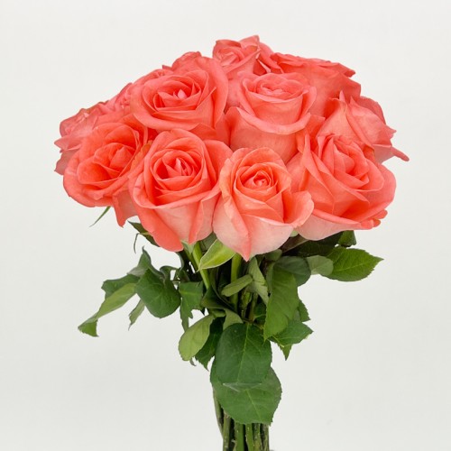 Rose 50cm (Imported) - Salmon Orange (20 Stems) Rose 50cm (Imported) - Salmon Orange (20 Stems)