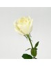 Rose 50cm (Imported) - White Avalanch (20 Stems) Rose 50cm (Imported) - White Avalanch (20 Stems)