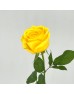 Rose 50cm (Imported) - Yellow (20 Stems)