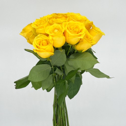 Rose 50cm (Imported) - Yellow (20 Stems)