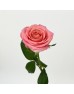 Rose (Imported) - Hermosa (10 Stems)