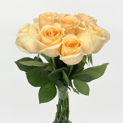 Rose (Imported) - Magic Avalanche (10 Stems)