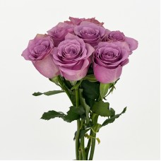 Rose (Imported) - Nightingale (10 Stems)