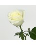 Rose (Imported) - Proud (10 Stems)