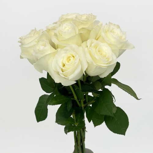 Rose (Imported) - Proud (10 Stems)