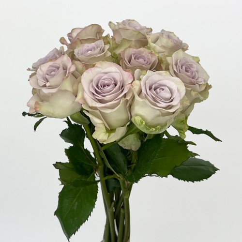 Rose (Imported) - Raindance (10 Stems) Rose (Imported) - Raindance (10 Stems)